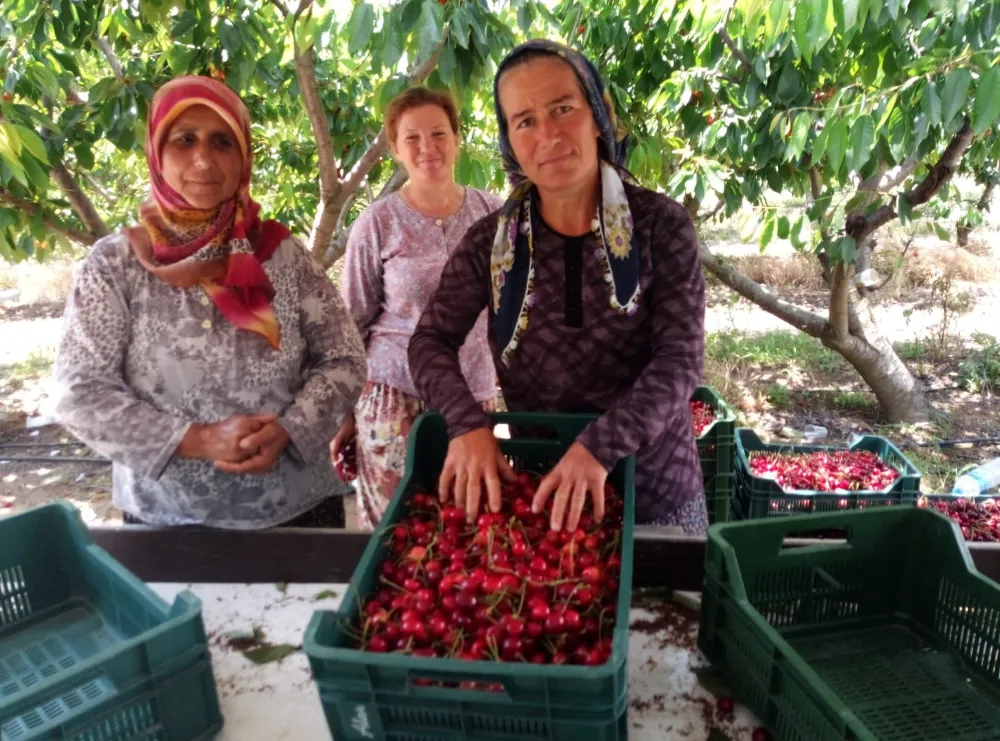 Çeribaşı Kiraz Hasat Şenliği Bugün Yapılacak 