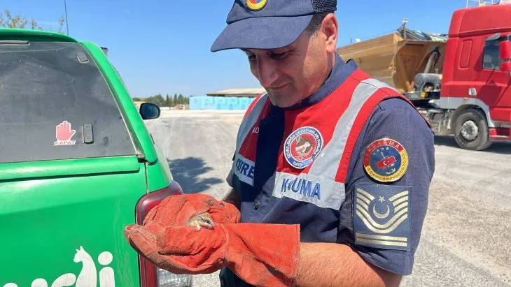 Jandarma Yediuyur yavrusunu kurtardı