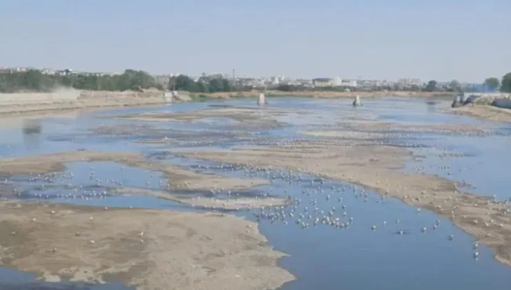Meriç Nehri artık martı adası oldu