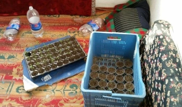 Keşan jandarması, 500 kök kenevir fidesi ele geçirdi