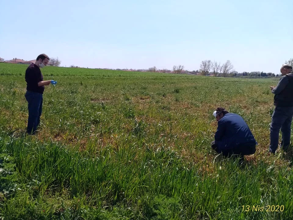 Buğday Kontrolleri Devam Ediyor.