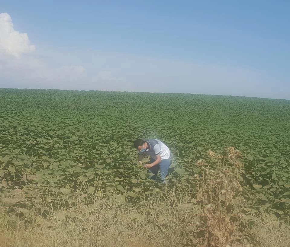 Ayçiçeklerde Çekirge İstilası!