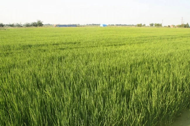 Dünya Çapında Çeltik Üretiyoruz.