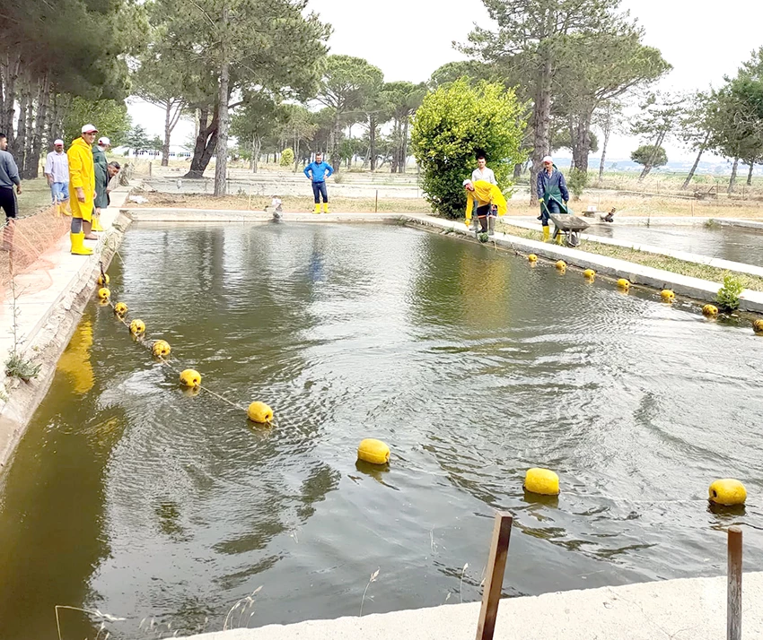 Su Kaynaklarına 5 Milyon Balık