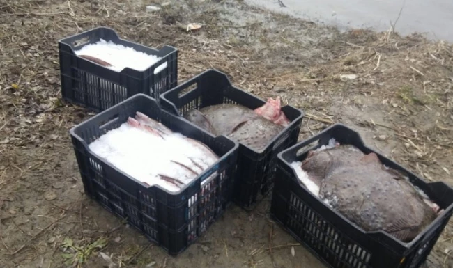 685 Kilo Kalkan Balığı Yakalandı.