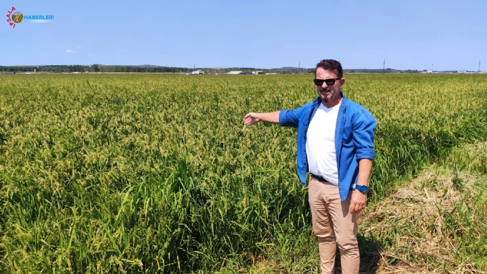 Çeltikte Dolu Yarası!