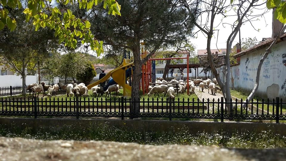 Parklar Hayvanlara Kaldı.