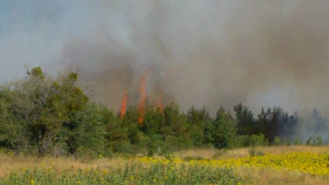 Bir İzmarit Saros?un Canını Yaktı.