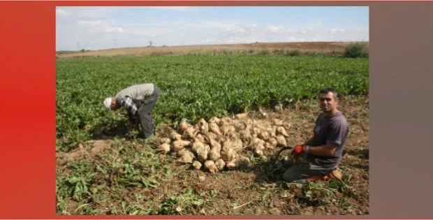 Pancarın İlk Avansları Bugün Ödenecek.