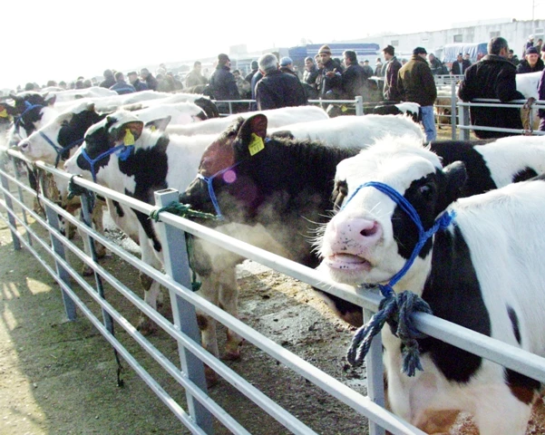 ?Şap ülkeyi kasıp kavuruyor?