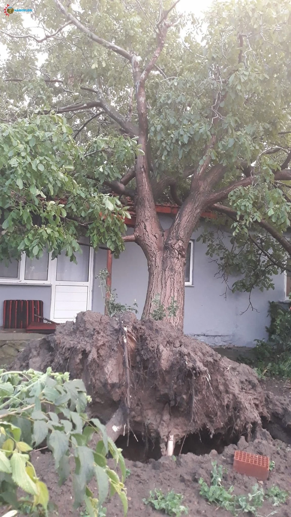 Fırtına Ağaçları Kökünden Söktü