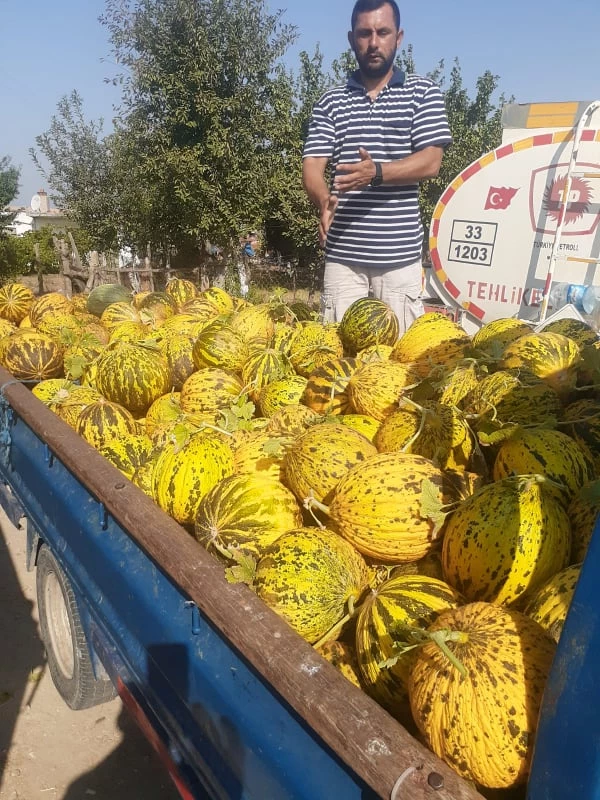 Kavun Üreticileri Durumdan Memnun
