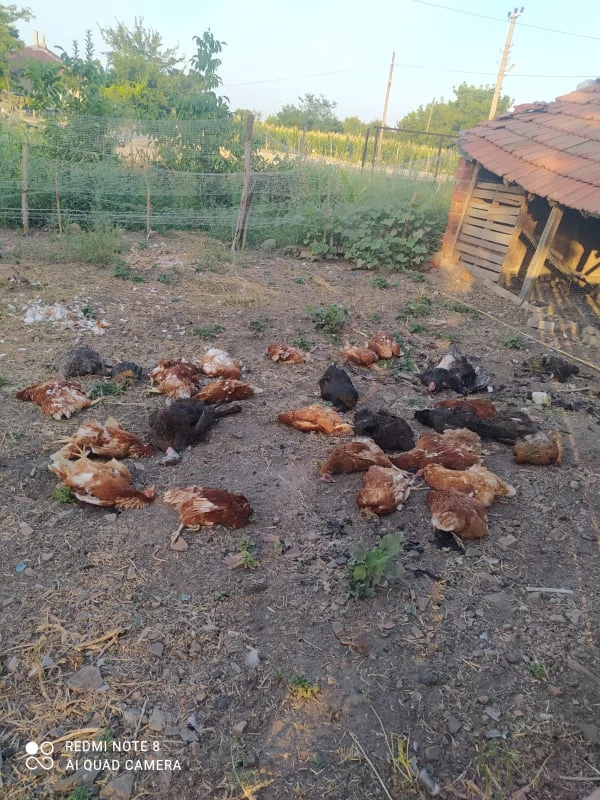 Köpekler Tavukları Parçaladı.