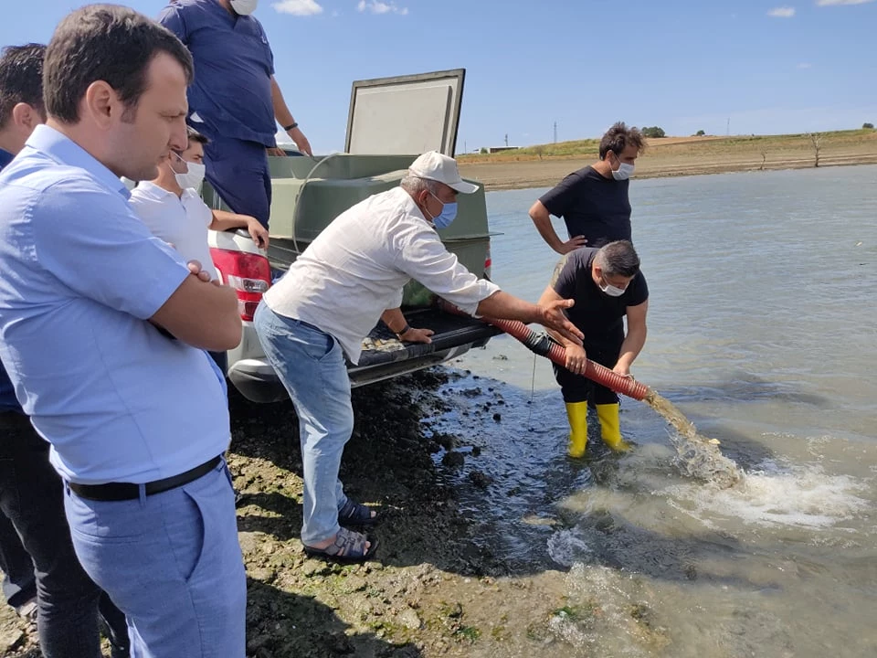 Hamzadere Barajına 800 Bin Balık Bırakıldı.
