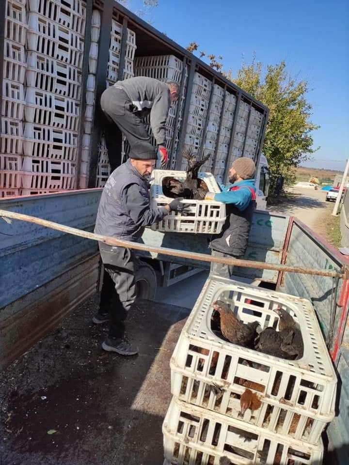 43 Kadın Girişimciye 4 bin 515 Tavuk Verildi.