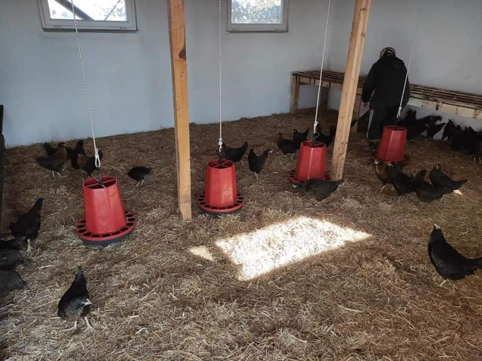 43 Kadın Girişimciye 4 bin 515 Tavuk Verildi.