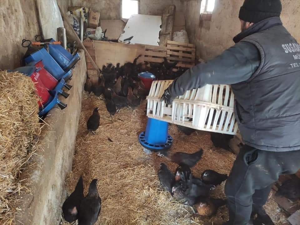 43 Kadın Girişimciye 4 bin 515 Tavuk Verildi.