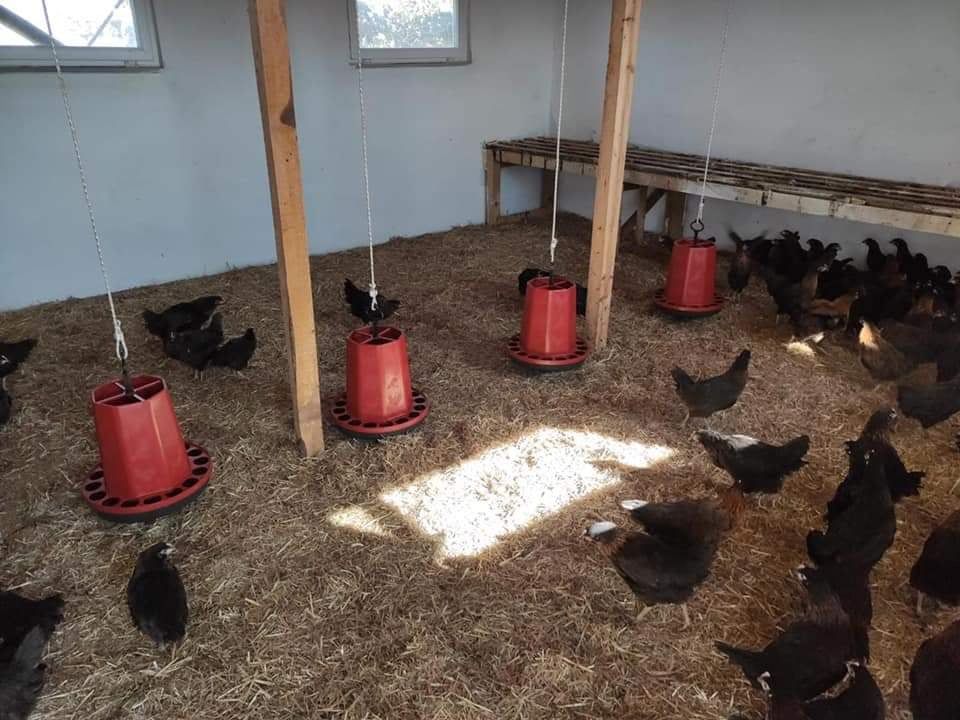 43 Kadın Girişimciye 4 bin 515 Tavuk Verildi.