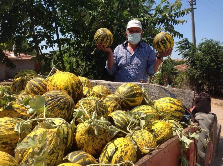 Dalaman Kavunu Revaçta!