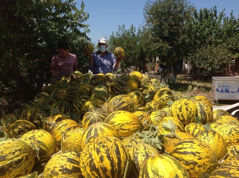 Dalaman Kavunu Revaçta!