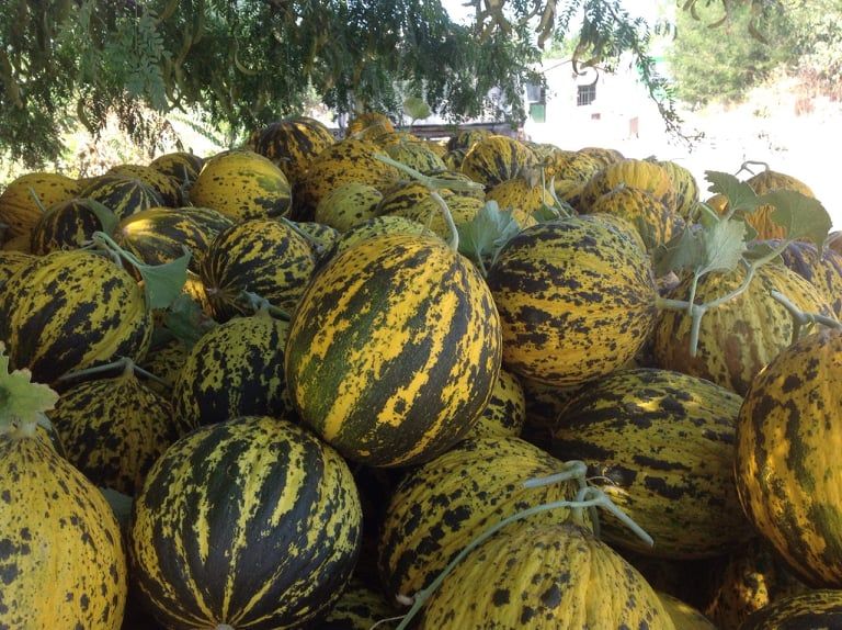 Dalaman Kavunu Revaçta!