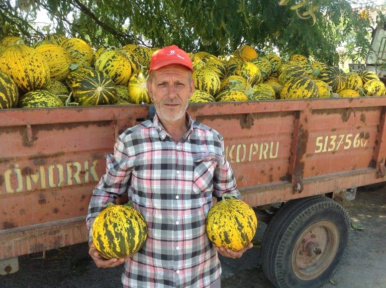 Dalaman Kavunu Revaçta!