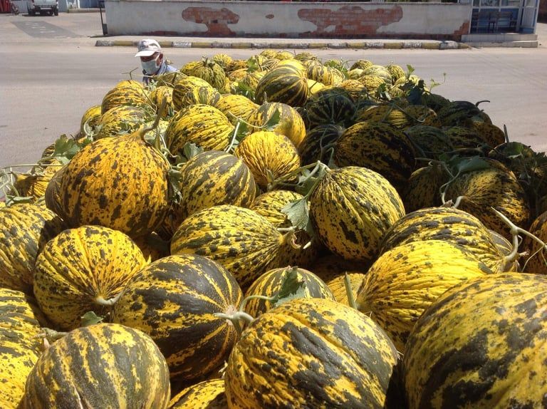 Dalaman Kavunu Revaçta!