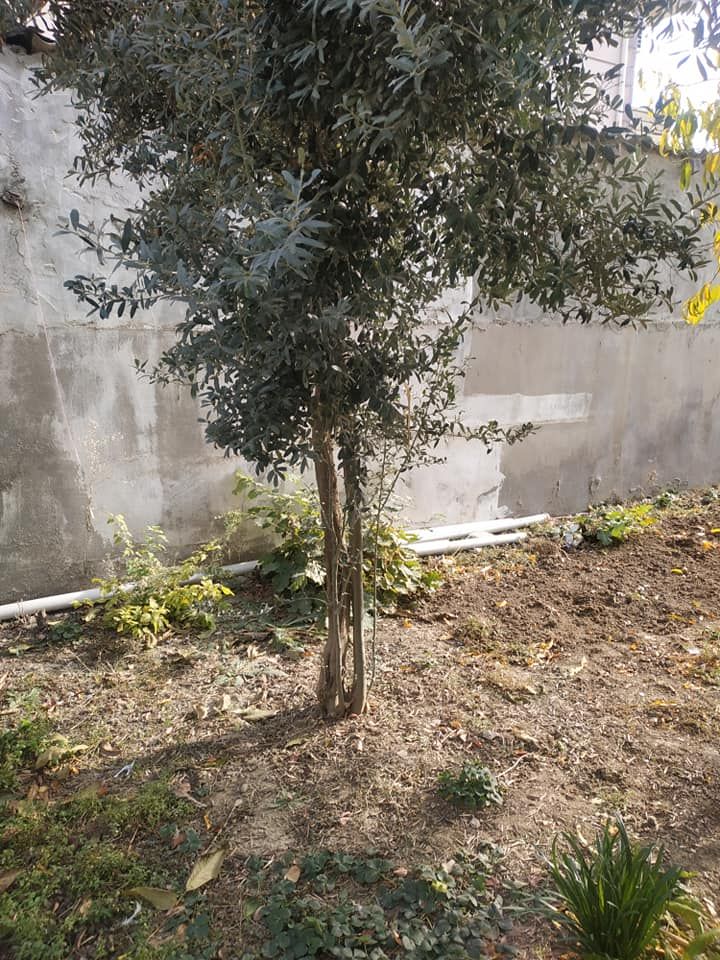 Hasan Aytekin, ”İpsala’da Zeytin Yetişir”