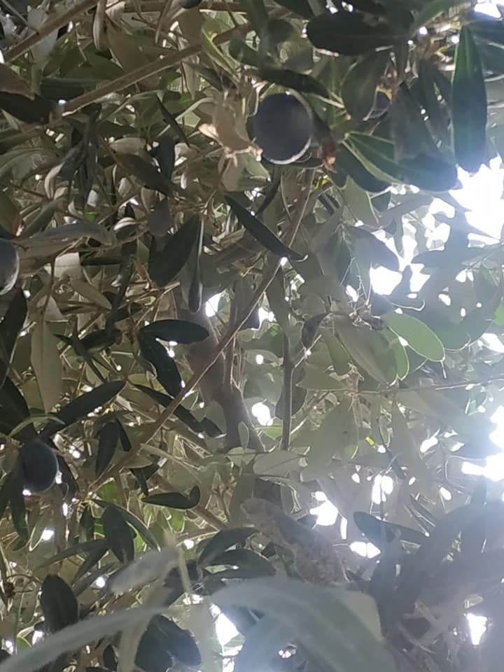 Hasan Aytekin, ”İpsala’da Zeytin Yetişir”