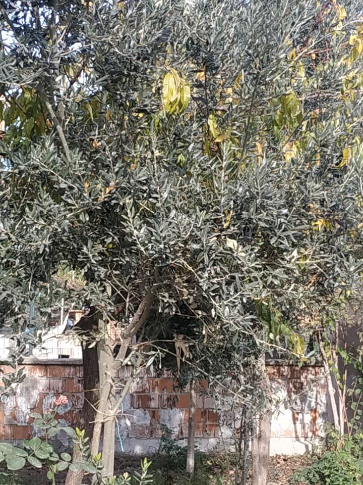 Hasan Aytekin, ”İpsala’da Zeytin Yetişir”